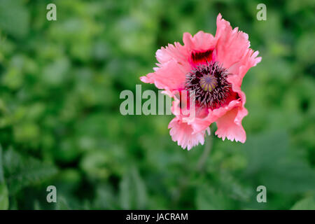 Pavot d'Orient Papaver orientale 'Cedric Morris' Banque D'Images