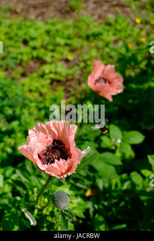 Pavot d'Orient Papaver orientale 'Cedric Morris' et Flying Bee Banque D'Images