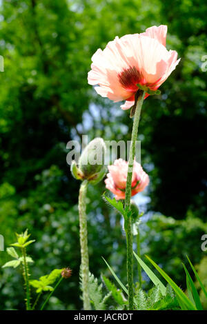 Pavot d'Orient Papaver orientale 'Cedric Morris' Banque D'Images