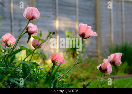 Pavot d'Orient Papaver orientale 'Cedric Morris' Banque D'Images