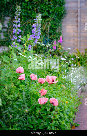 Pavot d'Orient Papaver orientale 'Cedric Morris' et d'autres rose ... Banque D'Images