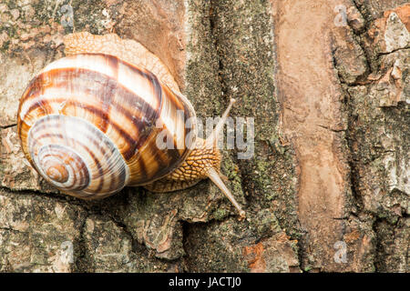 Escargot sur l'écorce des arbres. Studio shot Banque D'Images