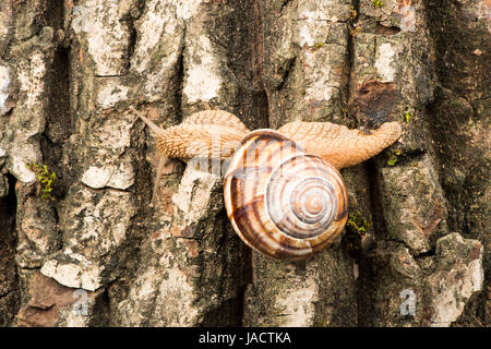 Escargot sur l'écorce des arbres. Studio shot Banque D'Images