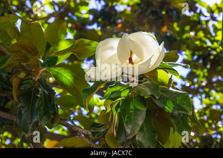 Flux Magnolia avec à l'intérieur de l'abeille en herbe Banque D'Images