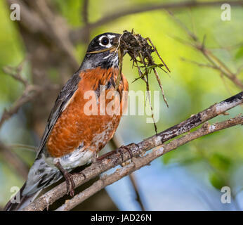 Merle d'Amérique (Turdus migratorius) de la boue et l'herbe pour le nid, Ames, Iowa, USA. Banque D'Images