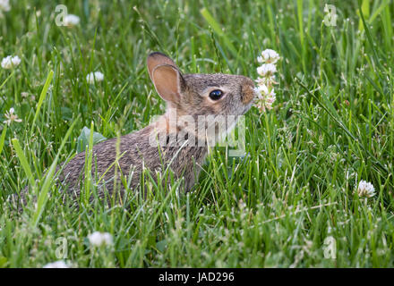 Jeune lapin (Sylvilagus floridanus) manger au jardin fleurs de trèfle, Ames, Iowa, USA Banque D'Images