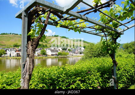 Weinlaube Am Ufer à Zell An der Mosel Banque D'Images