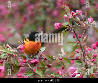 L'Oriole de Baltimore (Icterus galbula) est perché sur une branche d'arbre à fleurs rose Banque D'Images