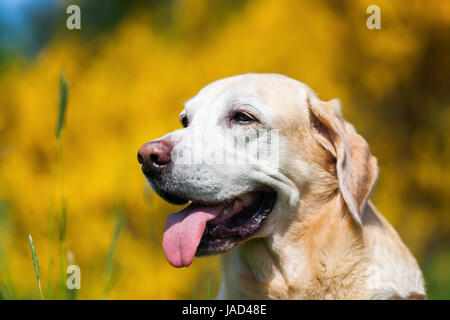 Tête portrait d'un vieux labrador retriever devant un arbuste broom Banque D'Images