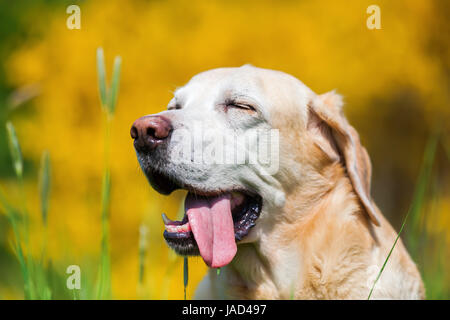 Tête portrait d'un vieux labrador retriever devant un arbuste broom Banque D'Images