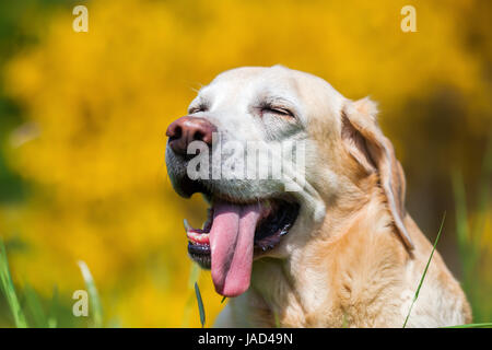 Tête portrait d'un vieux labrador retriever devant un arbuste broom Banque D'Images