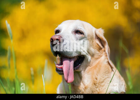 Tête portrait d'un vieux labrador retriever devant un arbuste broom Banque D'Images