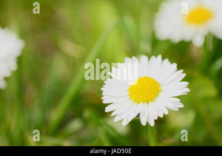 Un couple des marguerites sur la prairie Close-up Banque D'Images