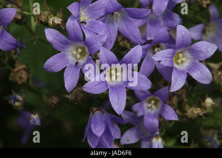 Campanula portenschlagiana ou la campanule. Une excellente plante pour corps de couleur dans les frontières mixtes. Parfois aussi connu sous le nom de Campanula muralis. Banque D'Images