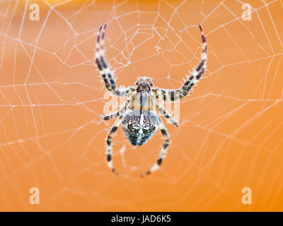 Vue de dessus de l'araignée Araneus à cobweb close up Banque D'Images