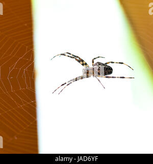 Araignée araignée Araneus à close up Banque D'Images