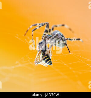 Araignée Araneus mange tangled wasp close up Banque D'Images