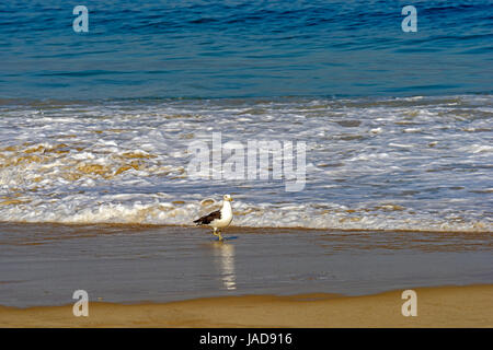 Seagull marche entre la mer et le sable sur la plage Banque D'Images