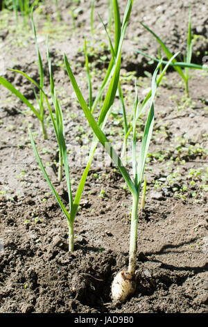 L'ail vert frais de plantation. Close up l'ail Banque D'Images