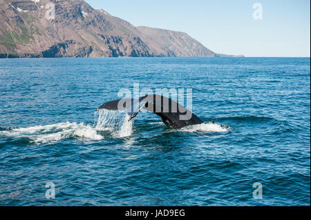 Dérive de l'imposante baleine à bosse (Megaptera novaeangliae) vu du bateau près de Husavik, l'Islande Banque D'Images