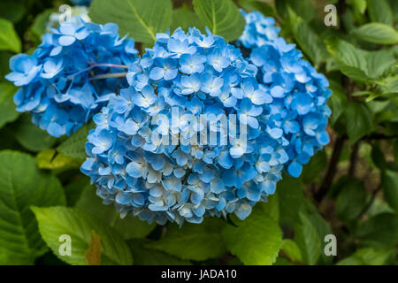 Hortensia bleu magnifique à Tokyo durant l'été Banque D'Images