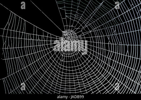 Assez effrayant effrayant spider web Banque D'Images