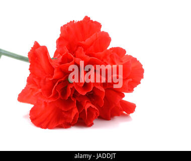 Fleur oeillet rouge isolé sur fond blanc Banque D'Images