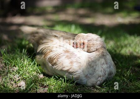 Un canard dormir avec la tête rentrée dans son aile. Banque D'Images