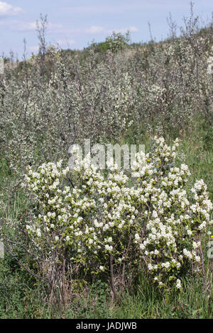 Arbuste de baies de Saskatoon en fleur (Amelanchier alnifolia) dans une vallée des Prairies, Saskatchewan, Canada Banque D'Images