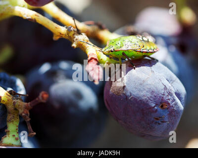 Quatrième stade de larve Nezara viridula ( southern green stink bug) sur les raisins Banque D'Images