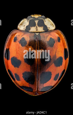 Vue de dessus d'une coccinelle asiatique multicolore. Banque D'Images