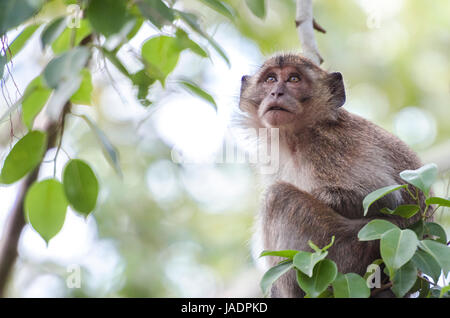 Les jeunes macaques mangeurs de crabes (Macaca fascicularis) ou macaque à longue queue qui envisagent tout en restant assis sur un arbre en Thaïlande Banque D'Images