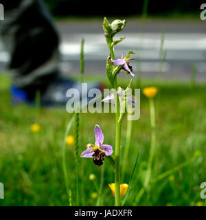 L'orchidée abeille (Ophrys apifera) sur un bord de la route avec personne qui marche derrière, UK Banque D'Images