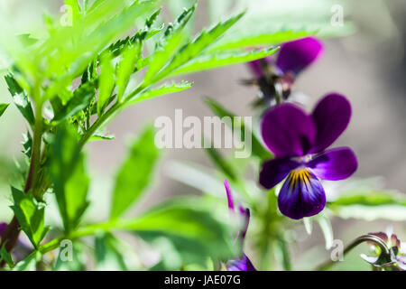 Viola odorata. Sweet Violet, Violet, Violet commun anglais, ou le jardin en fleurs violettes au printemps close-up. Banque D'Images