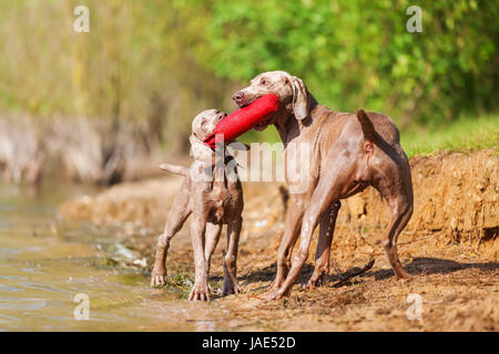 Braque de chien adulte et un chiot qui luttent pour un sac de traiter Banque D'Images