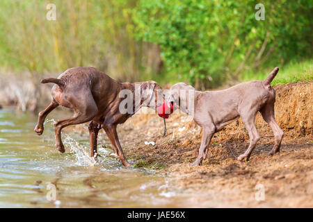 Braque de adulte et chiot luttant pour un sac de traiter lakeside Banque D'Images