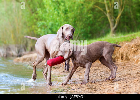 Braque de adulte et chiot luttant pour un sac de traiter lakeside Banque D'Images