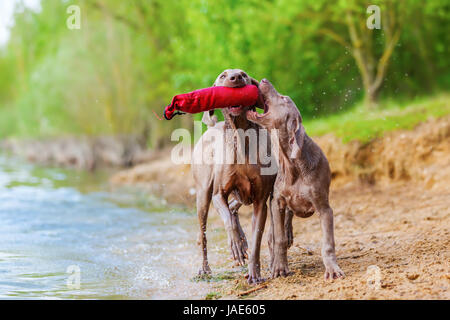 Braque de adulte et chiot luttant pour un sac de traiter lakeside Banque D'Images