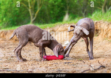 Braque de adulte et chiot luttant pour un sac de traiter lakeside Banque D'Images