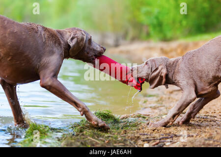 Braque de adulte et chiot luttant pour un sac de traiter lakeside Banque D'Images