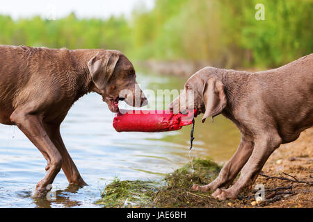 Braque de adulte et chiot luttant pour un sac de traiter lakeside Banque D'Images