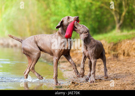 Braque de adulte et chiot luttant pour un sac de traiter lakeside Banque D'Images