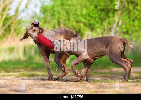 Braque de adulte et chiot luttant pour un sac de traiter lakeside Banque D'Images