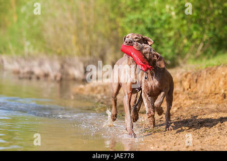 Braque de adulte et chiot luttant pour un sac de traiter lakeside Banque D'Images