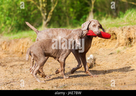 Braque de adulte et chiot luttant pour un sac de traiter lakeside Banque D'Images