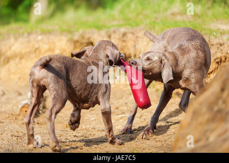 Braque de adulte et chiot luttant pour un sac de traiter lakeside Banque D'Images