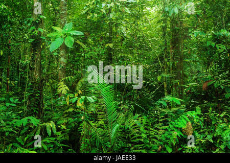 La forêt tropicale fantastique paysage en matinée. Banque D'Images
