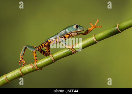 Super Tiger Leg Monkey Tree Frog Banque D'Images