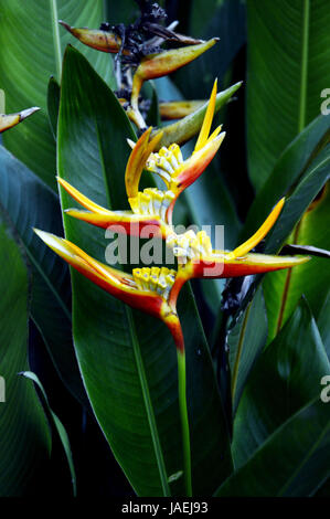 Heliconia Heliconia psittacorum (fleurs) avec la nature background Banque D'Images