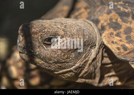 Un gros plan sur une tortue Sulcata coller la tête Banque D'Images